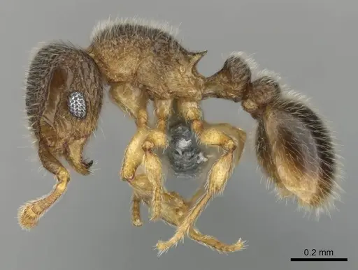 Tetramorium ericae - CASENT0252754