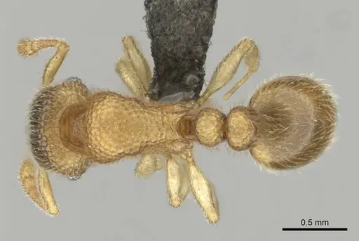 Tetramorium ericae - CASENT0257003