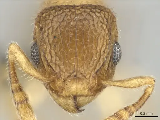 Tetramorium ericae - CASENT0257003