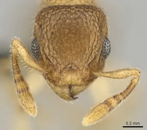 Tetramorium ericae - CASENT0257003