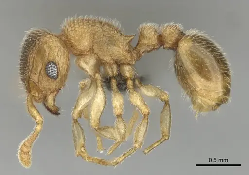 Tetramorium ericae - CASENT0257003