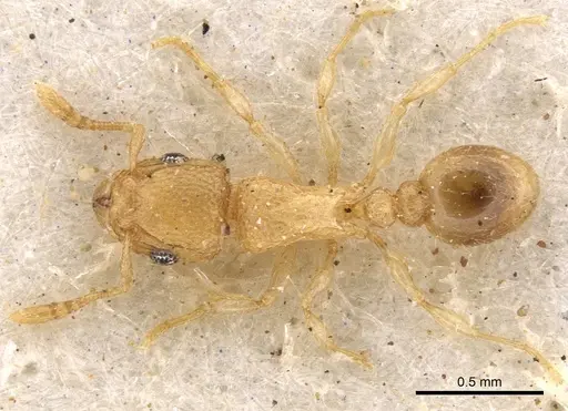 Tetramorium ericae - CASENT0901148