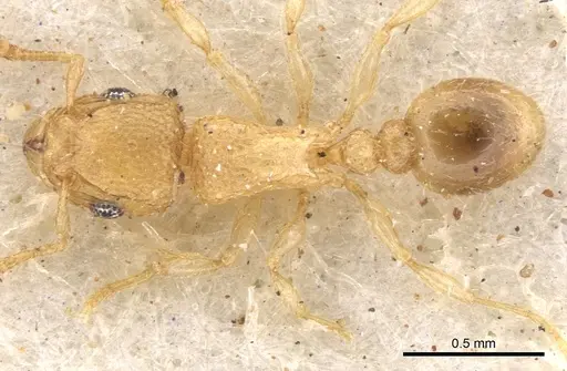 Tetramorium ericae - CASENT0901148