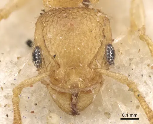 Tetramorium ericae - CASENT0901148