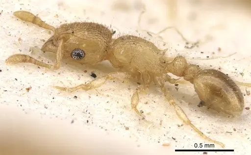 Tetramorium ericae - CASENT0901148