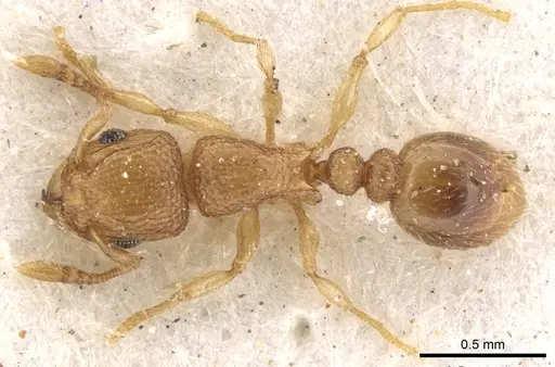 Tetramorium ericae - CASENT0901149