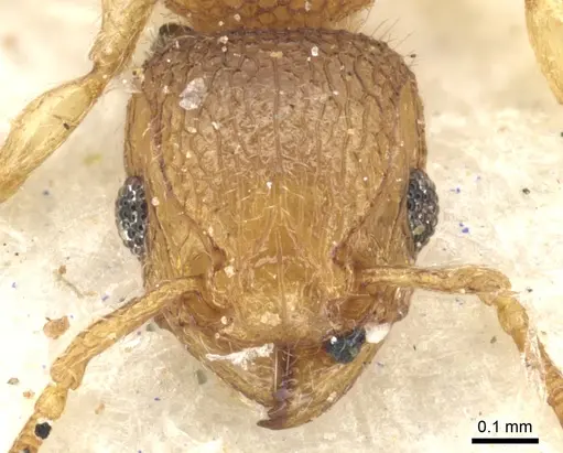 Tetramorium ericae - CASENT0901149