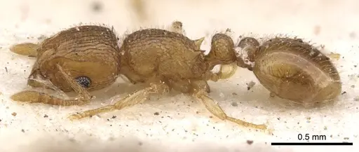 Tetramorium ericae - CASENT0901149