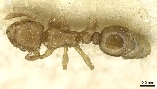 Tetramorium ericae - CASENT0915006