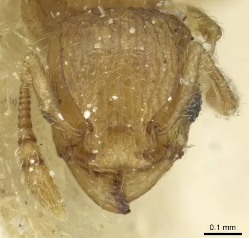 Tetramorium ericae - CASENT0915006
