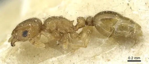 Tetramorium ericae - CASENT0915006