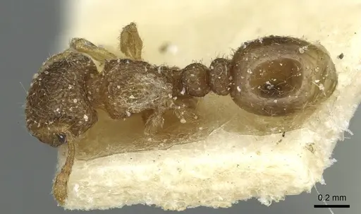Tetramorium ericae - CASENT0915007