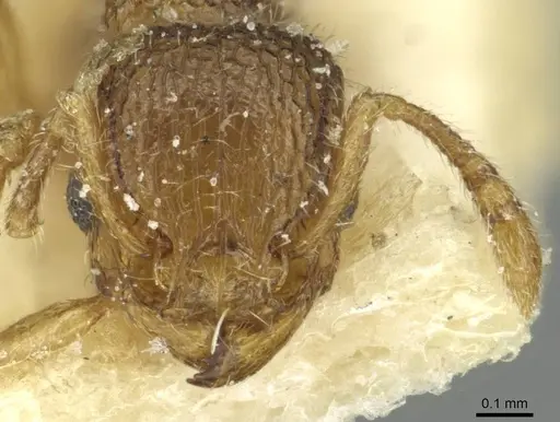 Tetramorium ericae - CASENT0915007