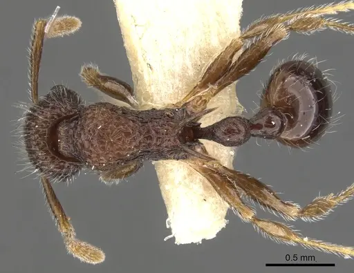 Tetramorium etiolatum specimen