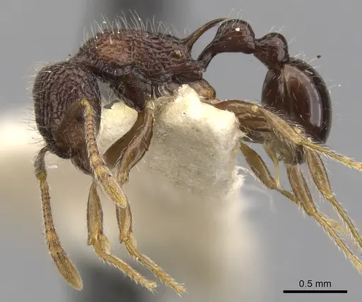 Tetramorium etiolatum specimen