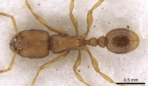Tetramorium exasperatum specimen