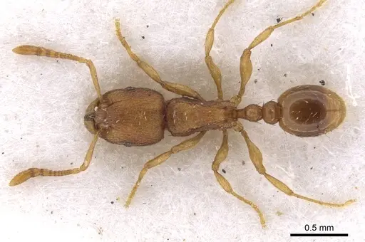 Tetramorium exasperatum specimen