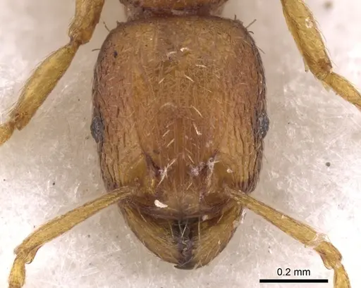 Tetramorium exasperatum specimen