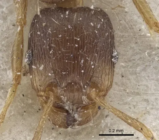 Tetramorium exile specimen