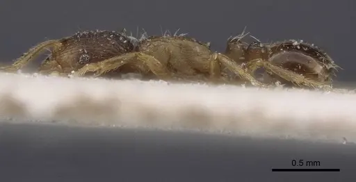 Tetramorium exile specimen