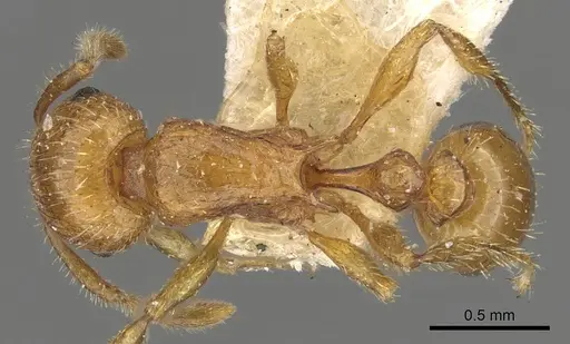 Tetramorium fergusoni specimen