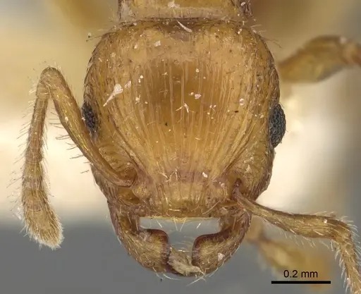 Tetramorium fergusoni specimen