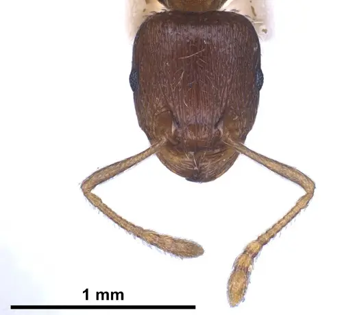 Tetramorium ferox specimen