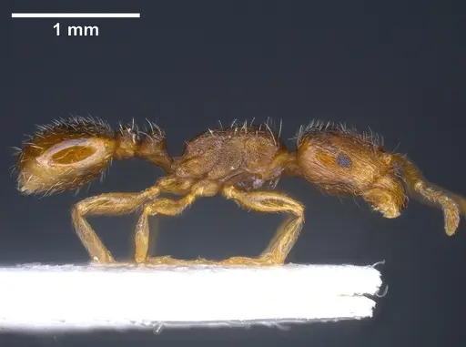 Tetramorium ferox specimen