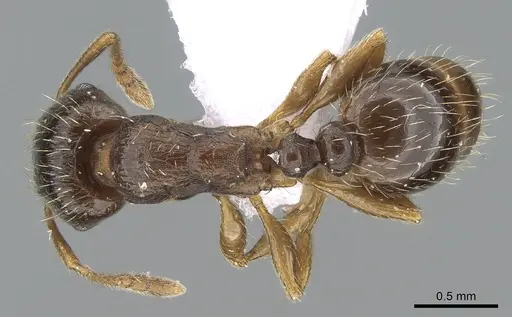 Tetramorium ferox - CASENT0281567