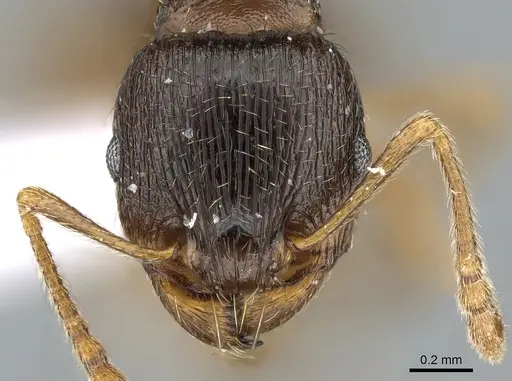 Tetramorium ferox - CASENT0281567