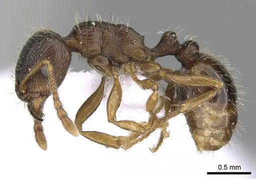 Tetramorium ferox - CASENT0281567