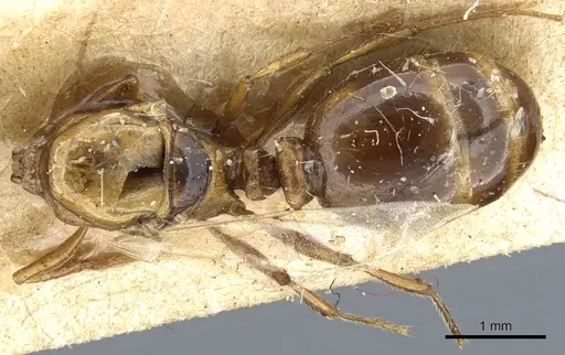 Tetramorium ferox - CASENT0904804