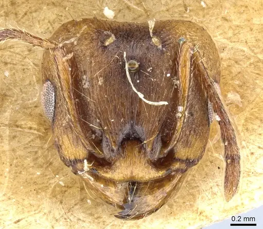 Tetramorium ferox - CASENT0904804