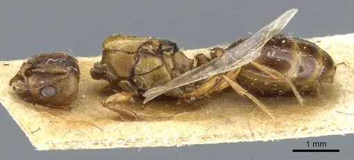 Tetramorium ferox - CASENT0904804