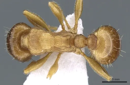 Tetramorium ferox - CASENT0904806