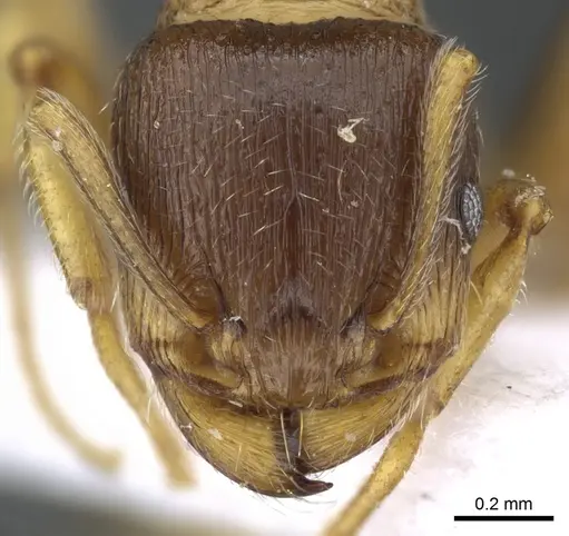 Tetramorium ferox - CASENT0904806