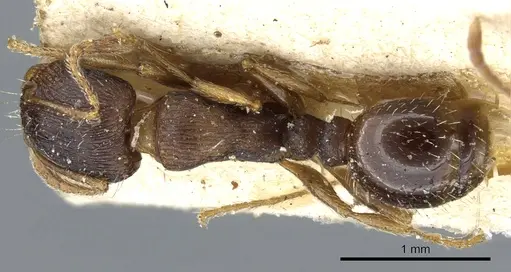 Tetramorium ferox - CASENT0904808