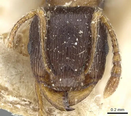 Tetramorium ferox - CASENT0904808