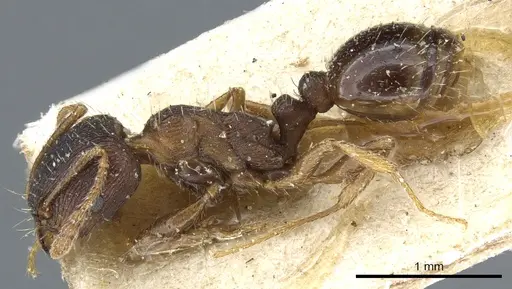 Tetramorium ferox - CASENT0904808