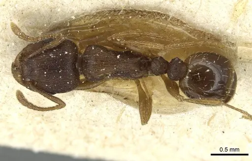 Tetramorium ferox - CASENT0915011