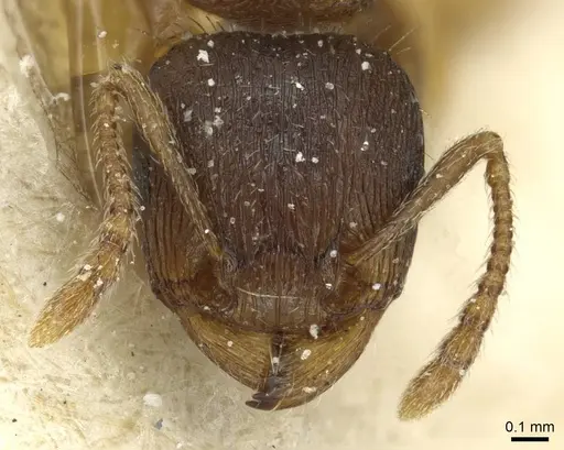 Tetramorium ferox - CASENT0915011