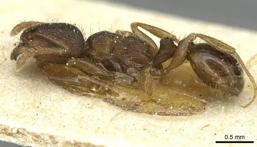 Tetramorium ferox - CASENT0915011