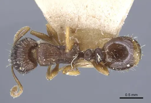 Tetramorium ferox - CASENT0917083