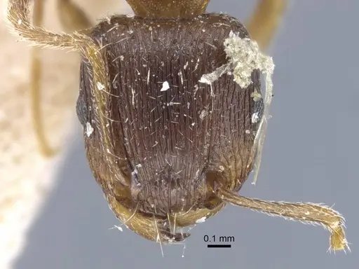 Tetramorium ferox - CASENT0917083