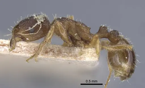 Tetramorium ferox - CASENT0917083