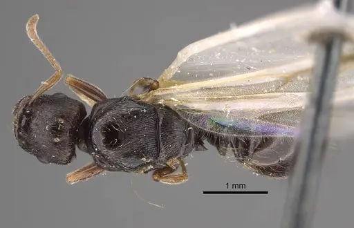 Tetramorium ferox - CASENT0917415