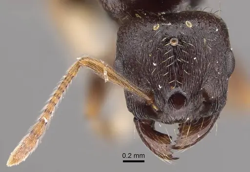 Tetramorium ferox - CASENT0917415