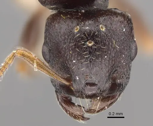 Tetramorium ferox - CASENT0917415