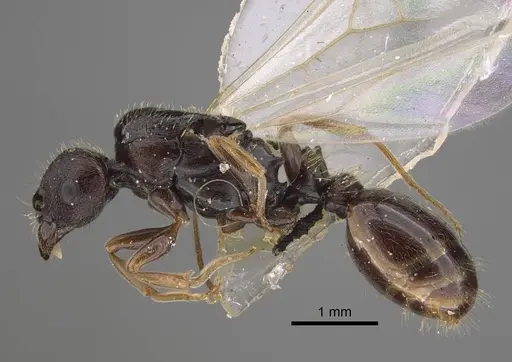 Tetramorium ferox - CASENT0917415