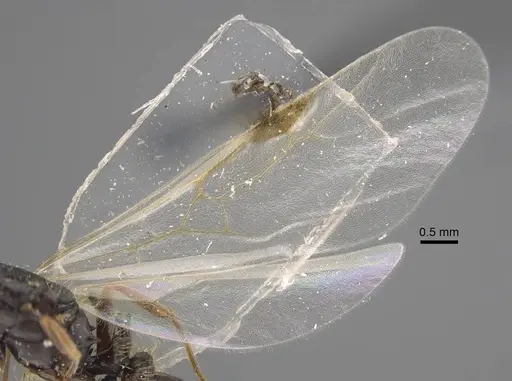 Tetramorium ferox - CASENT0917415